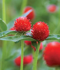 Red Bachelor Button Centaurea cyanus seeds for planting in butterfly garden