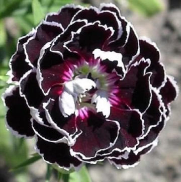 Black White Carnation Flower seeds for Planting Pollinator Friendly Heirloom & GMO Free Seeds for Home Garden