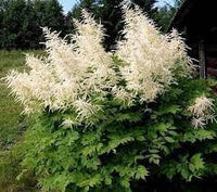 Aruncus Dioicus Flower seeds for Planting Long Bloom Season Heirloom & GMO Free Seeds for Home Garden 
 
 Sale for planting in home garden