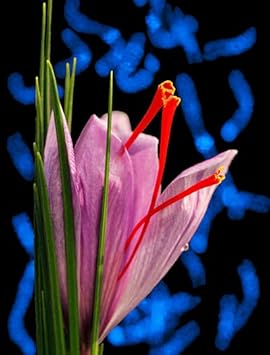 Pink Crocus Flower seeds for Planting - Bright Blooms, Heirloom & GMO Free Seeds for Home Garden
 
 Sale seeds for home garden