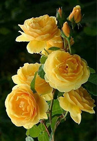 Yellow Rose DIY Garden Seeds