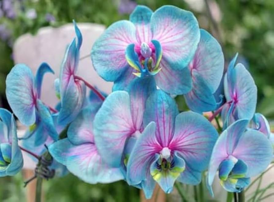 Blue Pink Butterfly Orchid Flower seeds for Planting - Easy to Grow, Heirloom & GMO Free Seeds for Home Garden