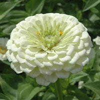 White (White Yellow) seeds for planting in home garden