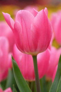 Pink Tulip Flower Seeds for Planting – Heirloom NonGMO Organic Garden Seeds with High Germination
 
 Sale