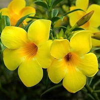 Malve Samen Golden Yellow for Planting flower bed