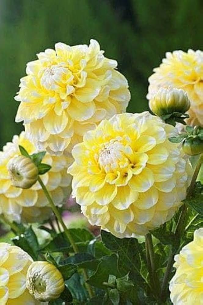 Light Yellow Dahlia Flower Seeds for Planting Long Bloom Season Heirloom & GMO Free Seeds for Home Garden
 
 Sale