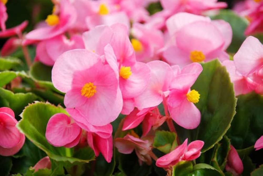 Pink Begonia Flower seeds for Planting - Compact Growth, Heirloom & GMO Free Seeds for Home Garden