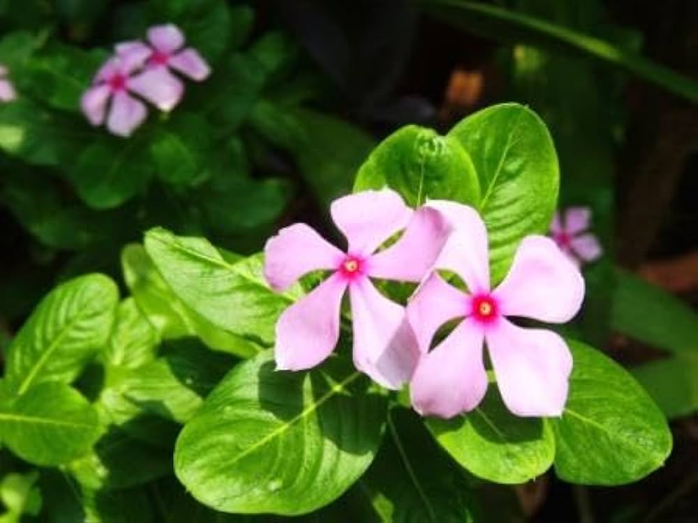 Vinca Sunstorm Rose with Eye Seeds for Bright Pink Flowers