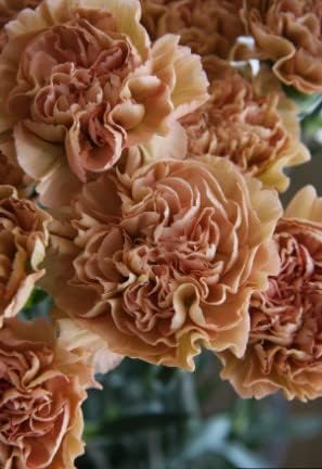 Brown Carnation Flower seeds for Planting Hardy Variety Heirloom & GMO Free Seeds for Home Garden
