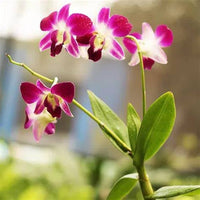 Butterfly Orchids White Violet Flower seeds for Planting - Fragrant Blossoms, Heirloom & GMO Free Seeds for Home Garden