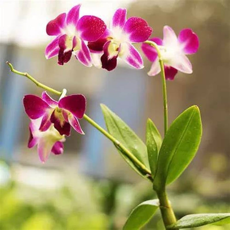 Butterfly Orchids White Violet Flower seeds for Planting - Fragrant Blossoms, Heirloom & GMO Free Seeds for Home Garden
