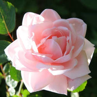 Pink Dawn Rose Flower seeds for Planting - Perfect for Borders, Heirloom & GMO Free Seeds for Home Garden