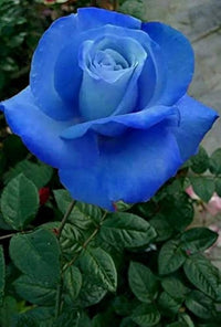 Blue Germany Rose Flower Seeds for Planting Compact Growth Heirloom & GMO Free Seeds for Home Garden
 
 Sale