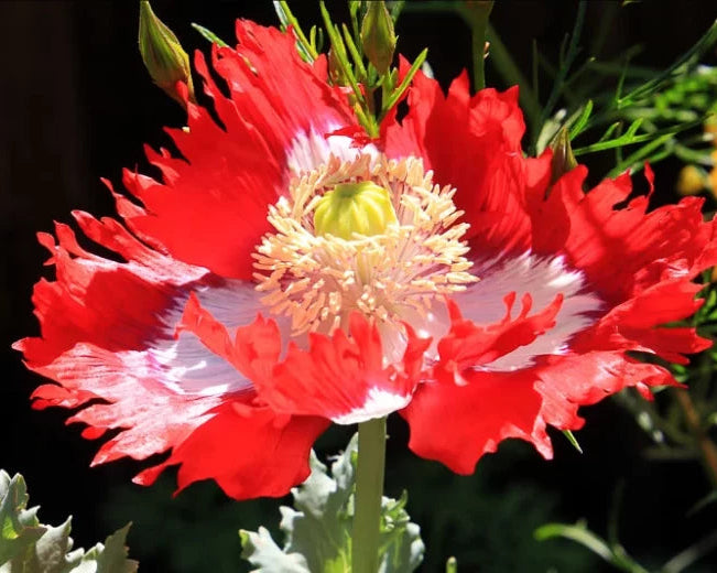 Red Yellow Danish Flag Flower seeds for Planting Vibrant Colors Heirloom & GMO Free Seeds for Home Garden 
 
 Sale