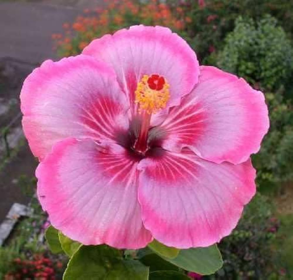 Baby Pink Hibiscus Flower seeds for Planting Garden Favorite Heirloom & GMO Free Seeds for Home Garden 
 
 Sale