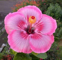 Baby Pink Hibiscus Flower seeds for Planting Garden Favorite Heirloom & GMO Free Seeds for Home Garden 
 
 Sale