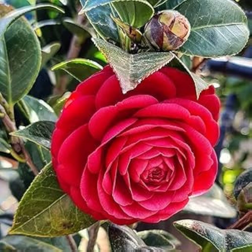 Camellia Flower Seeds Red Flower seeds for Planting - Cottage Garden Essential, Heirloom & GMO Free Seeds for Home Garden