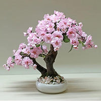 Light Pink Simsii Bonsai Flower Seeds for Planting Hardy Variety Heirloom & GMO Free Seeds for Home Garden  Sale