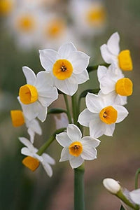 Narcissus Flower Seeds for Planting  Grow Beautiful Cream Blooms