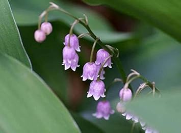 Purple Bell Orchid Flower seeds for Planting - Low Maintenance, Heirloom & GMO Free Seeds for Home Garden
 
 Sale seeds for planting in home garden