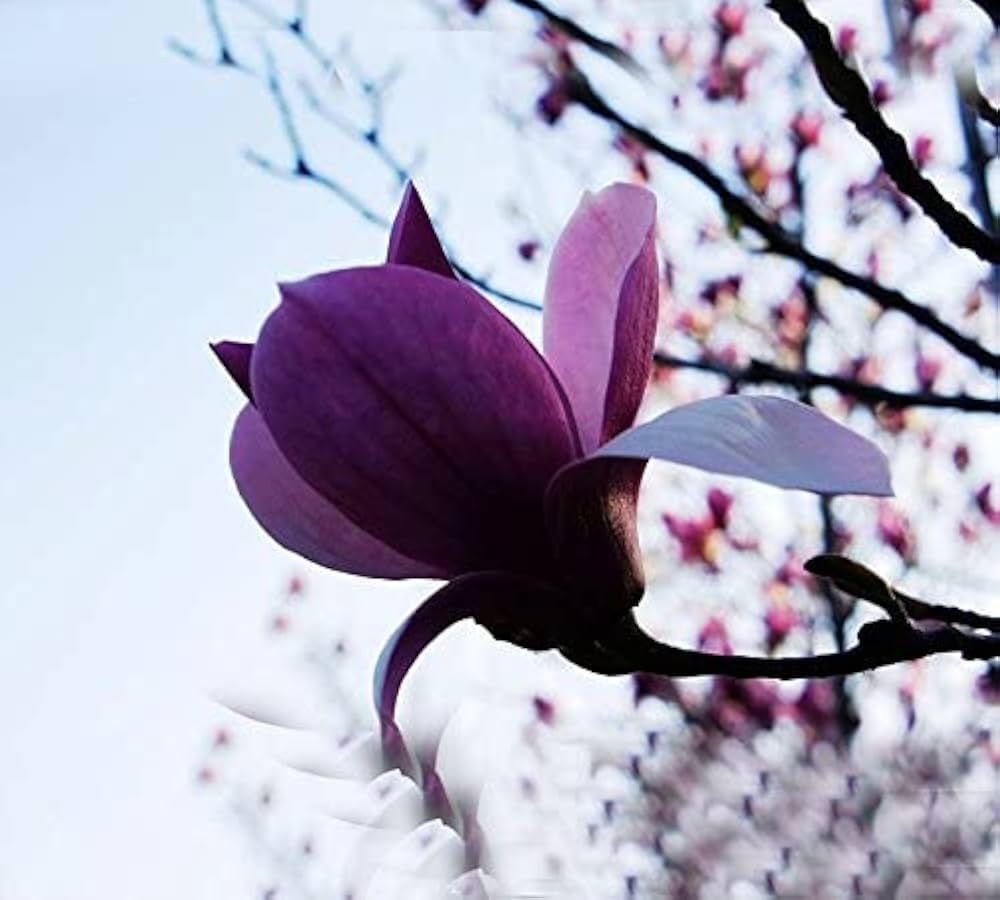 Purple Yula Magnolia Flower Seeds for Rare Blooming Trees