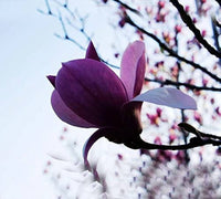 Purple Yula Magnolia Flower Seeds for Rare Blooming Trees