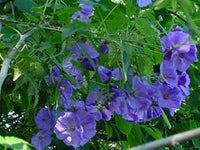 Blue Abutilon Striatum Flower seeds for Planting - Cut Flower Favorite, Heirloom & GMO Free Seeds for Home Garden
 
 Sale seeds for planting in home garden