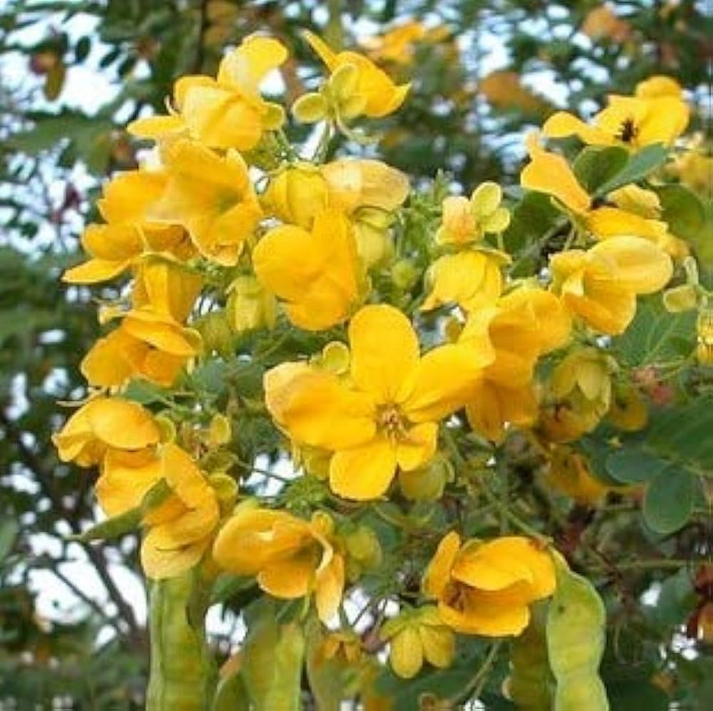 Cassia Flower seeds for Planting Hardy Variety Heirloom & GMO Free Seeds for Home Garden