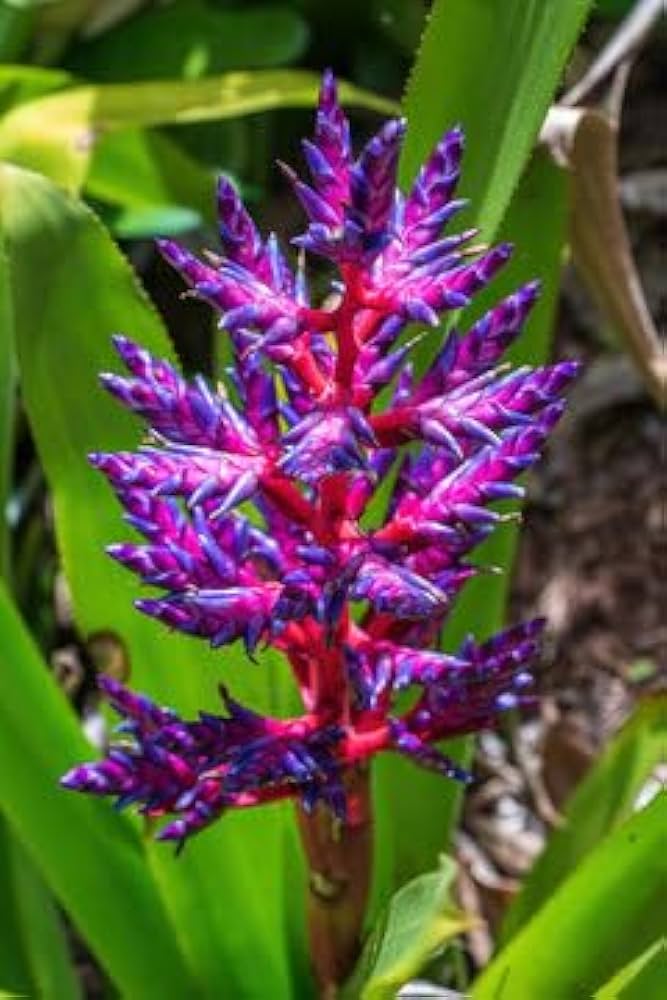 Purple Pink Bromeliad Flower seeds for Planting Premium Quality Heirloom & GMO Free Seeds for Home Garden
