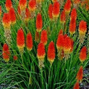 Red Kniphofia Flower seeds for Planting - Compact Growth, Heirloom & GMO Free Seeds for Home Garden
 
 Sale for planting in home garden