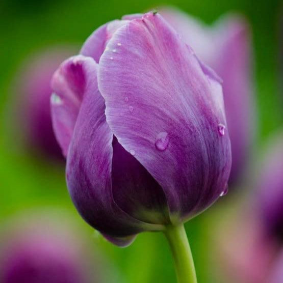 Violet Tulip Flower seeds for Planting - Compact Growth, Heirloom & GMO Free Seeds for Home Garden
 
 Sale for planting in home garden