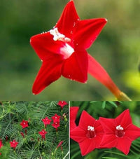 Star Creeper Flower Planting Seeds Collection