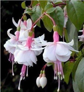 Fuchsias White Pink Flower seeds for Planting - Seasonal Bloomer, Heirloom & GMO Free Seeds for Home Garden
Sale seeds for planting in home garden