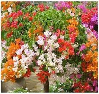 Heirloom Bougainvillea Flower seeds for Planting Pollinator Friendly Heirloom & GMO Free Seeds for Home Garden 
 
 Sale for planting in home garden
