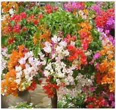 Heirloom Bougainvillea Flower seeds for Planting Pollinator Friendly Heirloom & GMO Free Seeds for Home Garden 
 
 Sale for planting in home garden