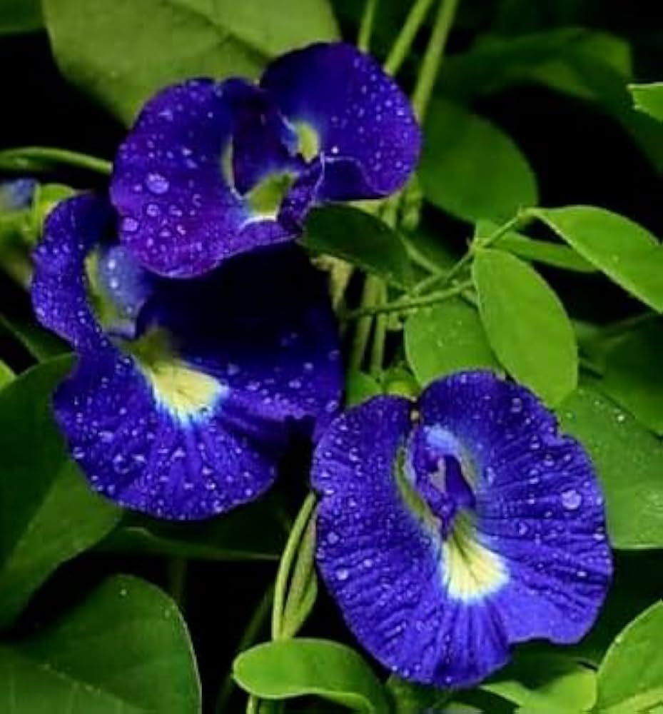 Pea Flower seeds for Planting Cut Flower Favorite Heirloom & GMO Free Seeds for Home Garden