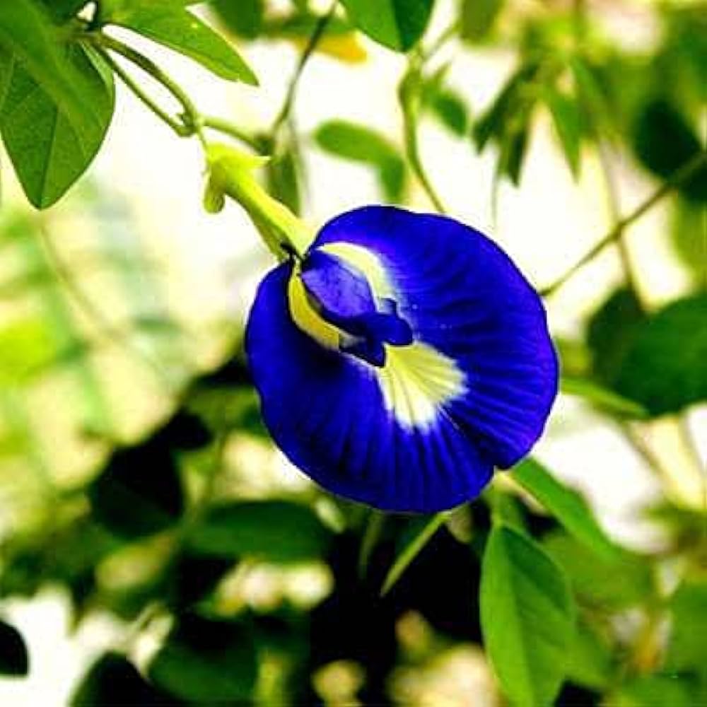 Mix Ternatea Flower seeds for Planting - Hardy Variety, Heirloom & GMO Free Seeds for Home Garden