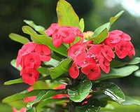 Milii Red Flower Seeds for Planting | Vibrant Annuals for Your Garden