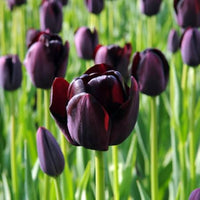 Black Tulip Flower seeds for Planting - Seasonal Bloomer, Heirloom & GMO Free Seeds for Home Garden
 
 Sale seeds for home garden