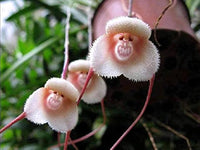 Mixed Monkey Orchid Flower seeds for Planting - Garden Favorite, Heirloom & GMO Free Seeds for Home Garden