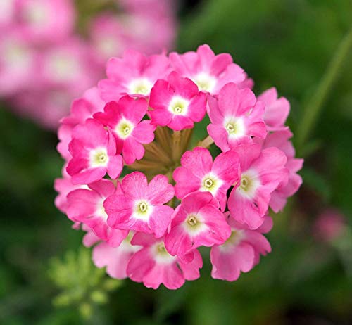Baby Pink Verbena Flower seeds for Planting - Garden Favorite, Heirloom & GMO Free Seeds for Home Garden