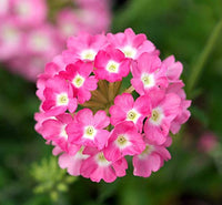 Baby Pink Verbena Flower seeds for Planting - Garden Favorite, Heirloom & GMO Free Seeds for Home Garden