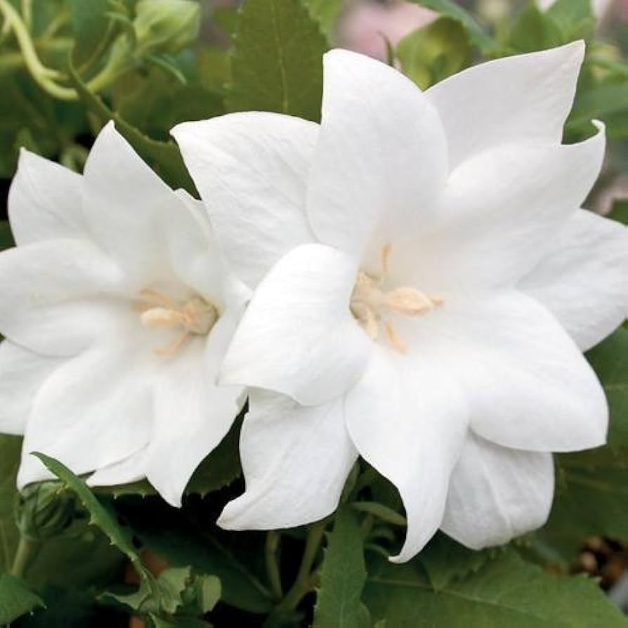 White Balloon Flower Platycodon grandiflorus Astra Semi Double Seeds for Planting patio garden flower bed