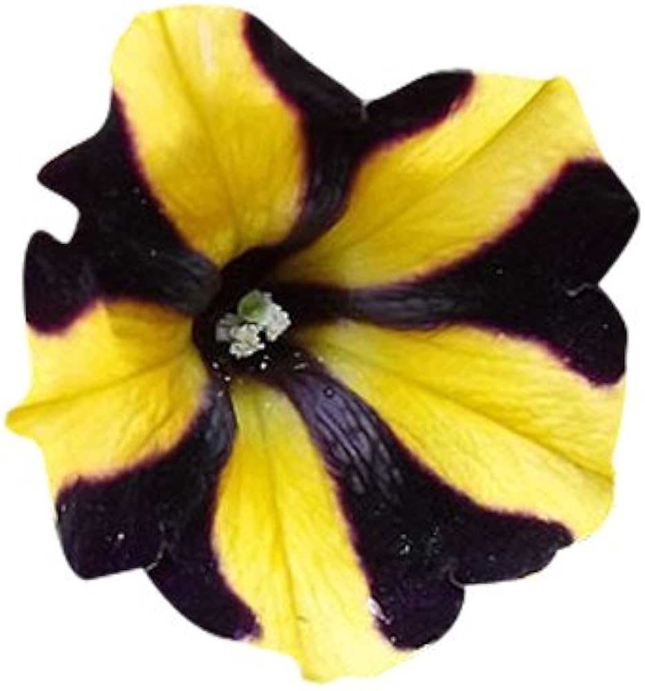 Yellow With Black Playmates Petunia Seeds