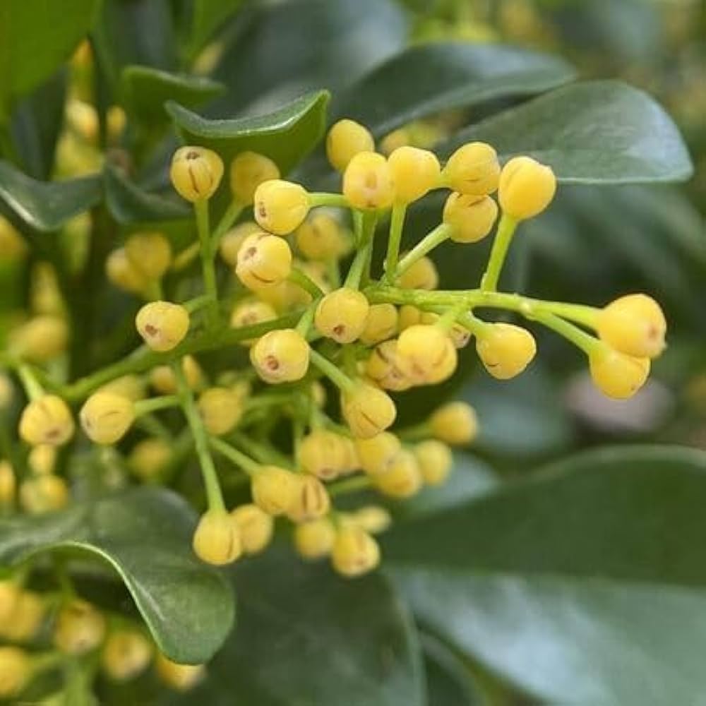 Aglaia Odorata Flower seeds for Planting Bright Blooms Heirloom & GMO Free Seeds for Home Garden