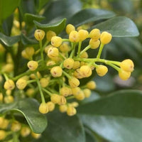 Aglaia Odorata Flower seeds for Planting Bright Blooms Heirloom & GMO Free Seeds for Home Garden