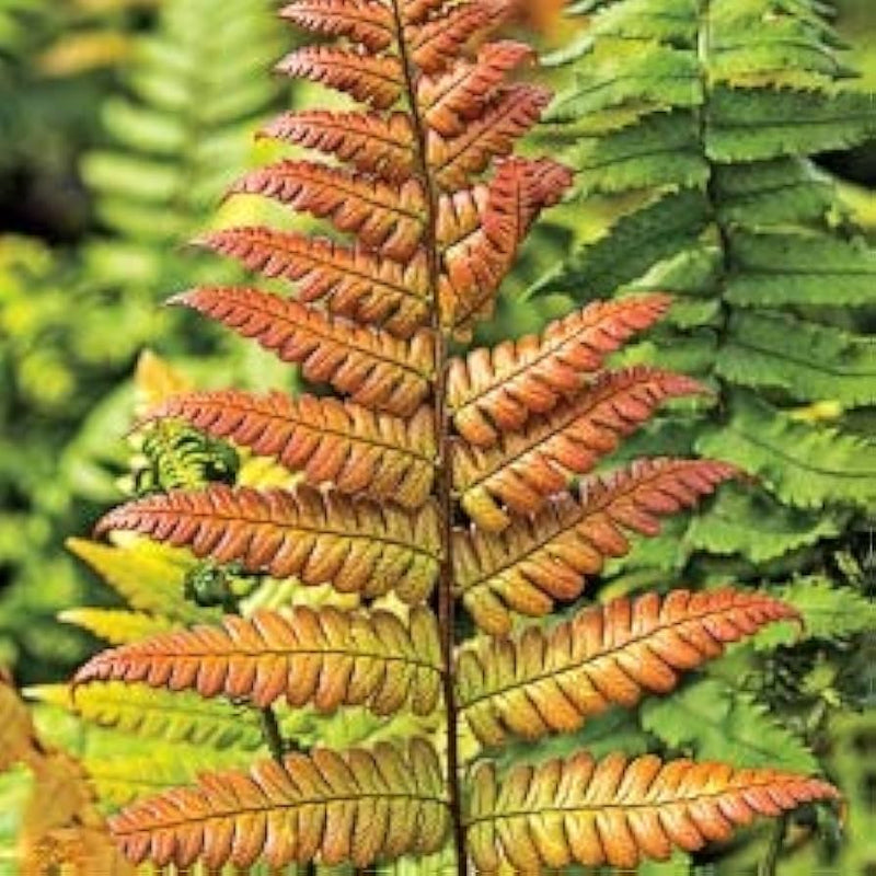 Yellow Fern Pteridophyta Seeds for Planting heirloom & Non GMO Seeds Low Maintenance 
 
 Sale
