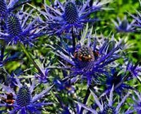 Blue Sea Holly Flower seeds for Planting - Seasonal Bloomer, Heirloom & GMO Free Seeds for Home Garden
 
 Sale for planting in home garden.