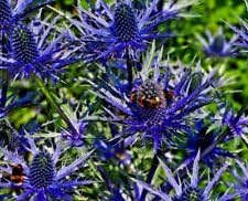 Blue Sea Holly Flower seeds for Planting - Seasonal Bloomer, Heirloom & GMO Free Seeds for Home Garden
 
 Sale for planting in home garden.