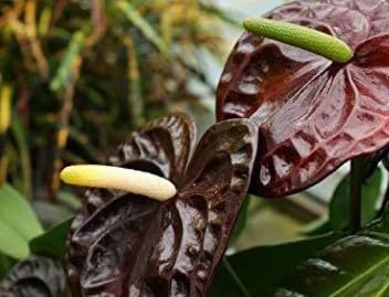 Dark Brown Anthurium Flower Seeds for Planting Low Maintenance Heirloom & GMO Free Seeds for Home Garden
 
 Sale